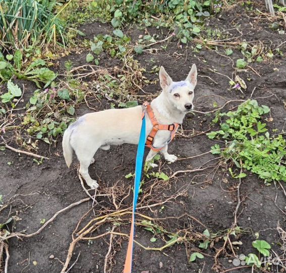 Дик ищет дом