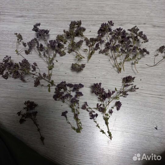 Душица, матрушка