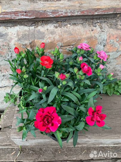 Гвоздика садовая многолетняя