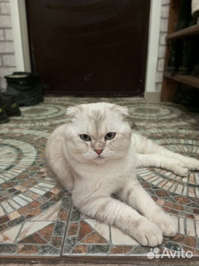 Шотландский кот вязка