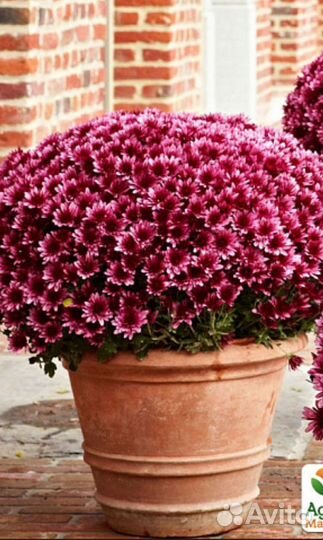 Хризантема мультифлора