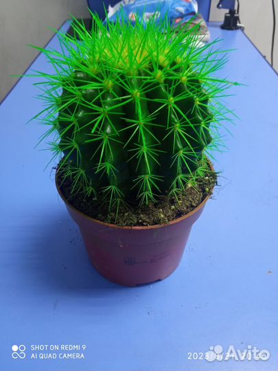 Разноцветные Кактусы