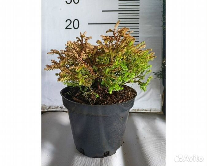 Туя западная Голден Таффет