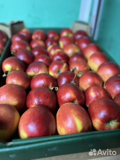 Овощи фрукты