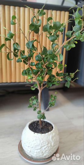 Фикус Барок. Два варианта. Без горшка