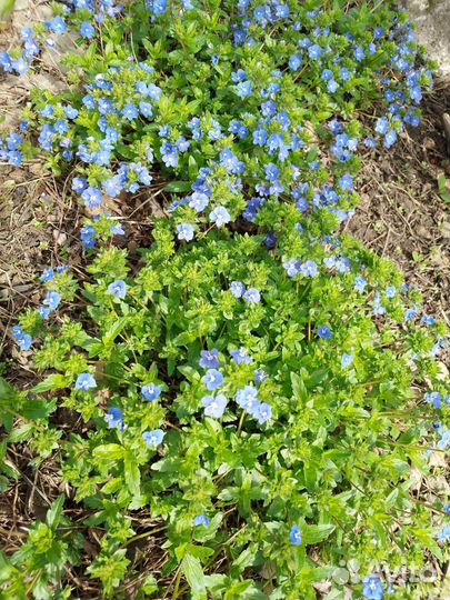 Цветущая трова