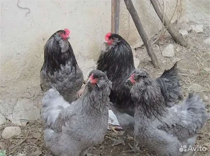 Инкубационные яйцо Амераукана Араукана Легбар