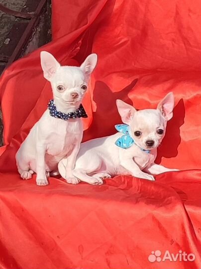 Мини мини мальчики