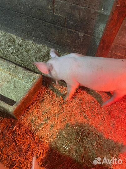 Поросята Ливинской породы