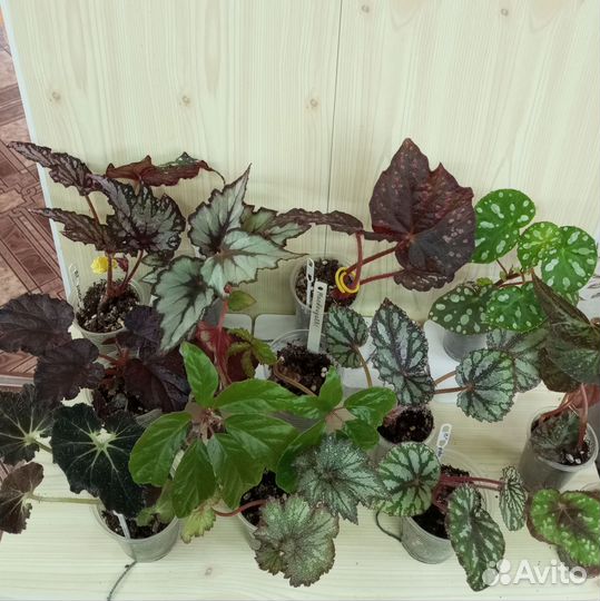 Бегонии декоративно лиственные продам излишки