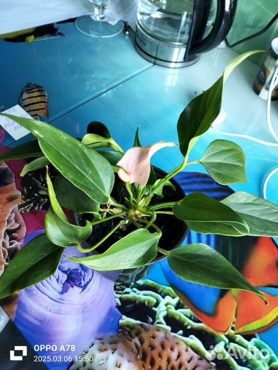 Комнатные цветы антуриум