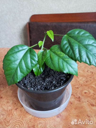 Гибискус китайская роза