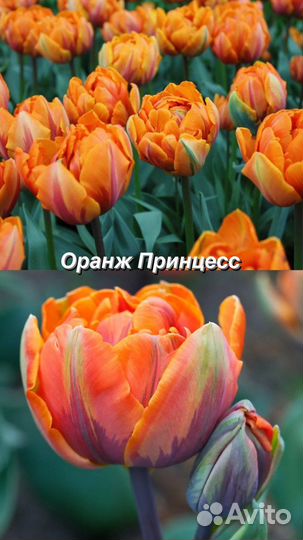 Луковицы тюльпанов самых роскошных сортов