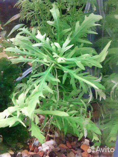 Аквариумные растения