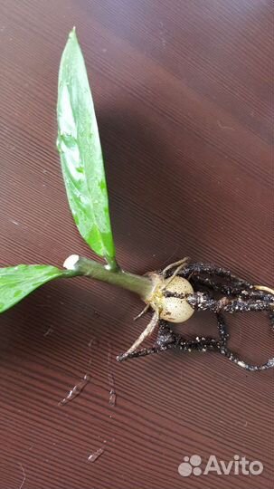 Замиокулькас