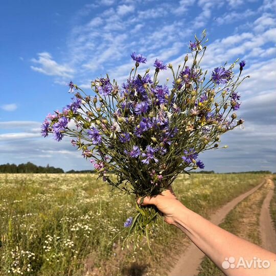 Букет полевых цветов