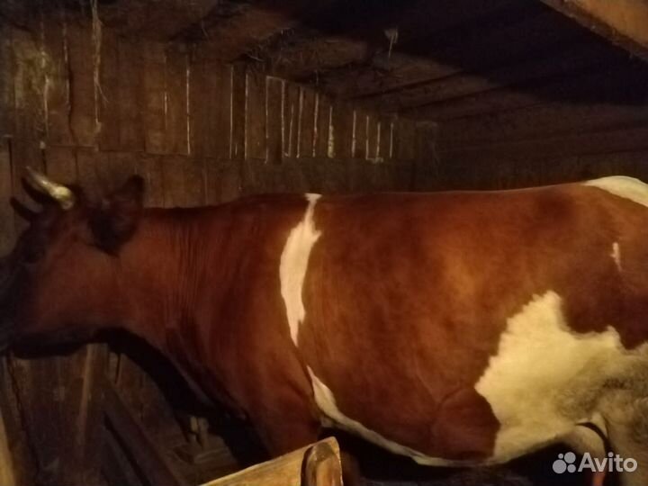 Корова дойная