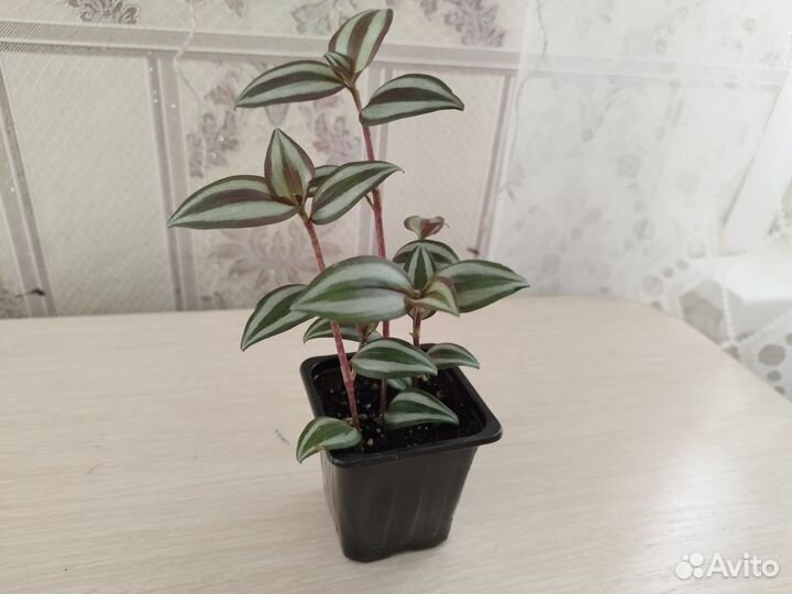 Традесканция