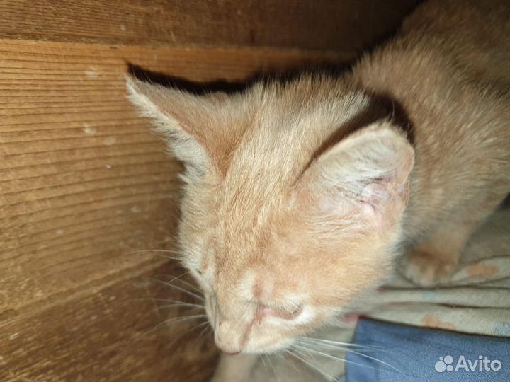 Василий
