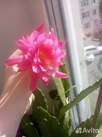 Эпифиллум розовый