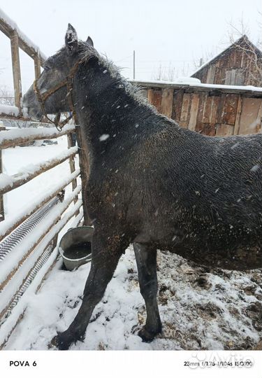 Продам лошадь