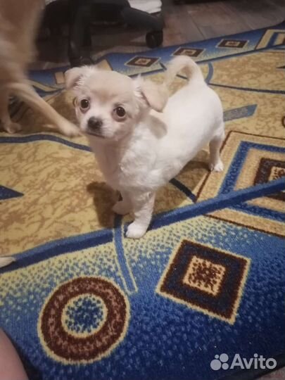 Щенки чихуахуа девочки