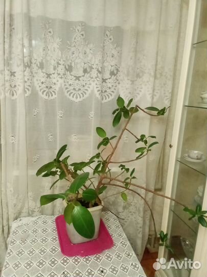 Фикус