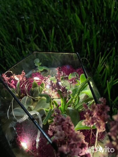 Флорариум цветы подарок