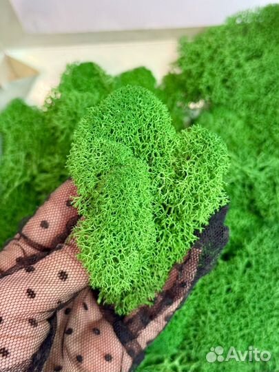 Стабилизированный мох (ягель)