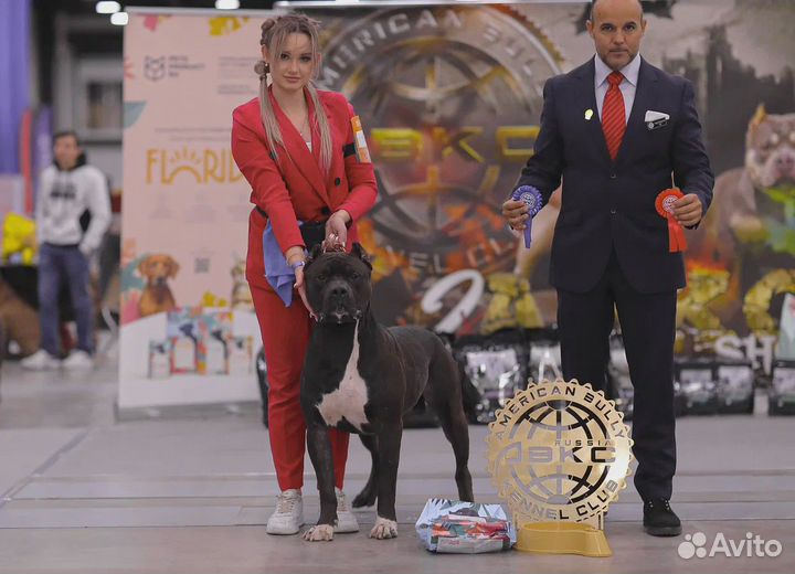 Американский булли тип XL, щенки