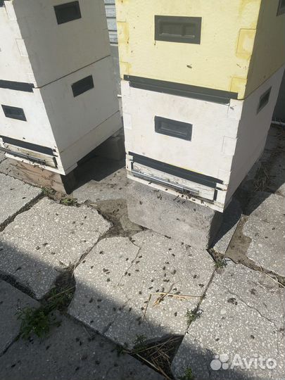 Пчело семьи