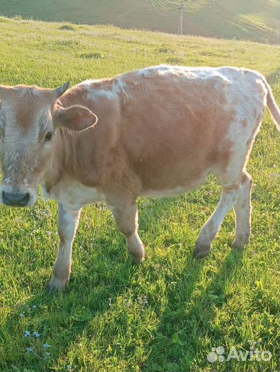 Продаю корову