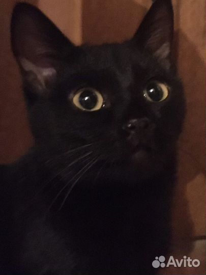 С кошкой Багирой к вам придет счастье) 7 месяцев