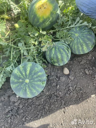 Арбуз сорта Каристан