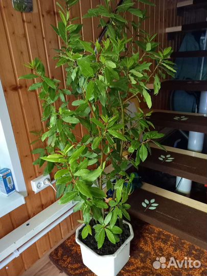 Лавр благородный