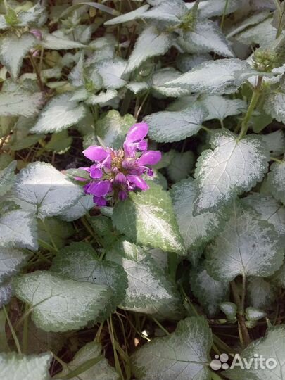 Многолетники садовые
