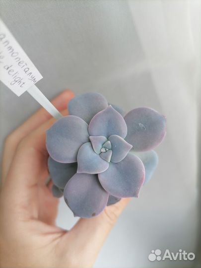 Суккуленты для садика