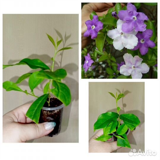 Комнатные растения цветы
