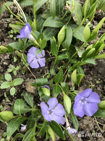 Многолетние садовые цветы и пряные растения для са