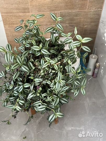 Традисканция. Пышный куст