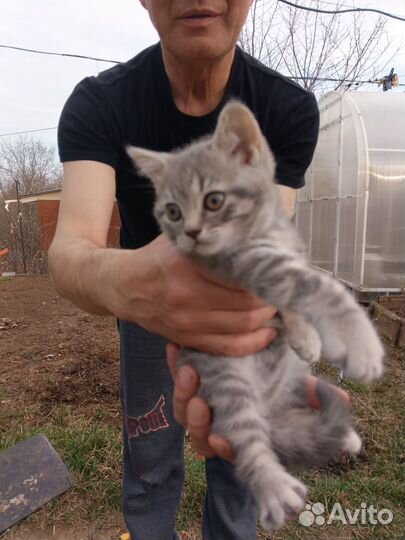 Британский. котенок девочка