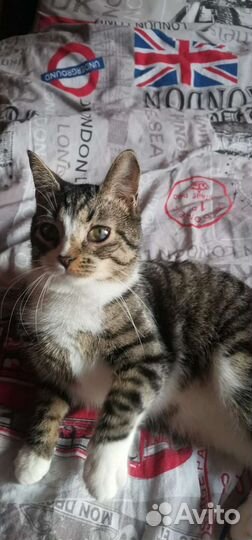 В добрые руки