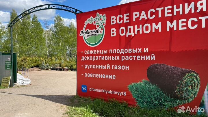 Все растения в одном месте сц«Любимый