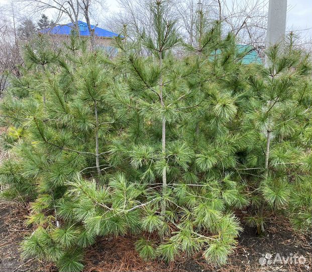 Кедр саженцы, домашний питомник. от 10 лет