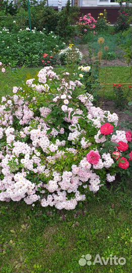 Розы. Кустовые розы, плетистые (саженцы)