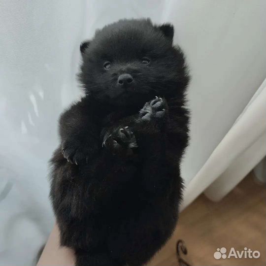 Щенки шипперке