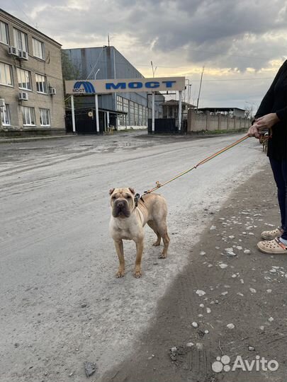 Найдена собака