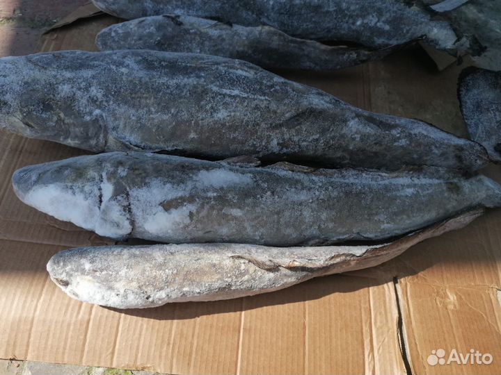 Ряпушка с/М 18+, Налим с/м 1+