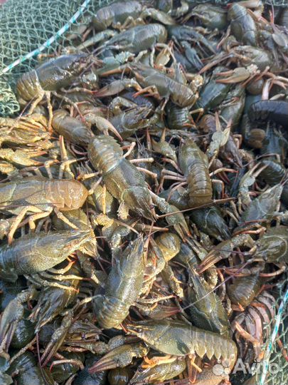 Живые и варенные раки р. Дон