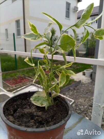 Ромашка садовая